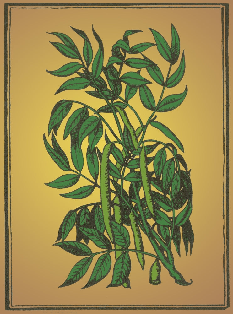 Cedar Alchemy Plant Poster Print featuring detailed botanical illustration.