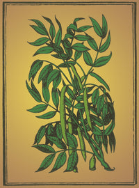 Cedar Alchemy Plant Poster Print featuring detailed botanical illustration.