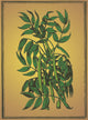 Cedar Alchemy Plant Poster Print featuring detailed botanical illustration.