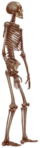 Human Skeleton Poster Print showcasing detailed anatomy illustration.