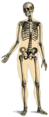Human Skeleton Poster Print showcasing detailed anatomical structure.