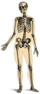 Human Skeleton Poster Print showcasing detailed anatomical structure.