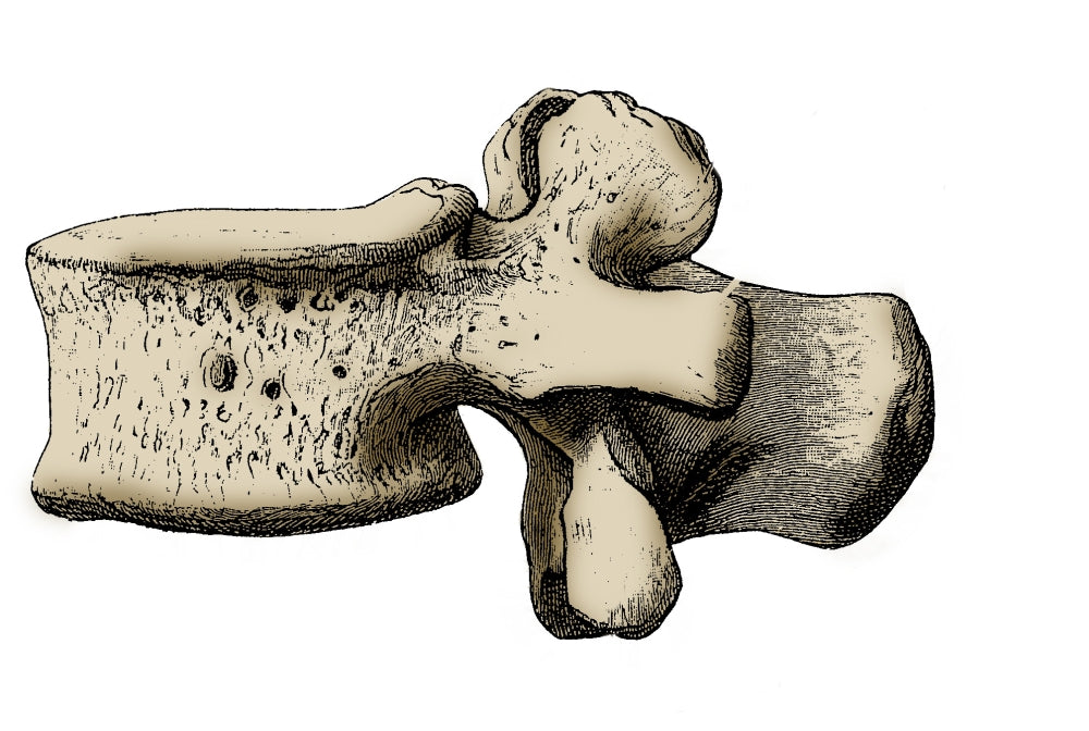 Third Lumbar Vertebra Anatomical Poster Print by Science Source.