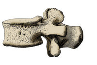 Third Lumbar Vertebra Anatomical Poster Print by Science Source.