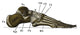 Right Foot Anatomical Poster Print showcasing human anatomy.