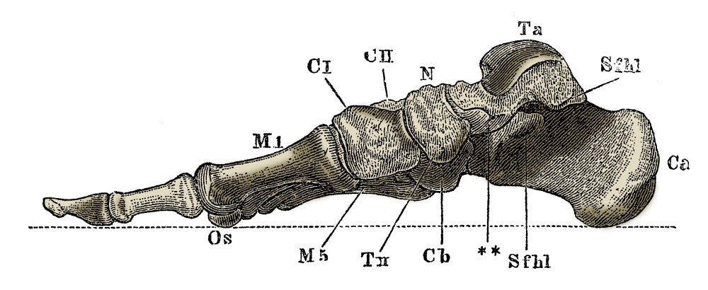 Right Foot Poster Print by Science Source showcasing human anatomy.