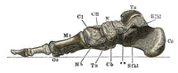 Right Foot Poster Print by Science Source showcasing human anatomy.