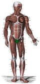 Human Muscles Anatomical Poster Print showcasing detailed muscular system.