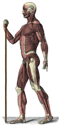 Human Muscles Poster Print showcasing detailed anatomy illustrations.