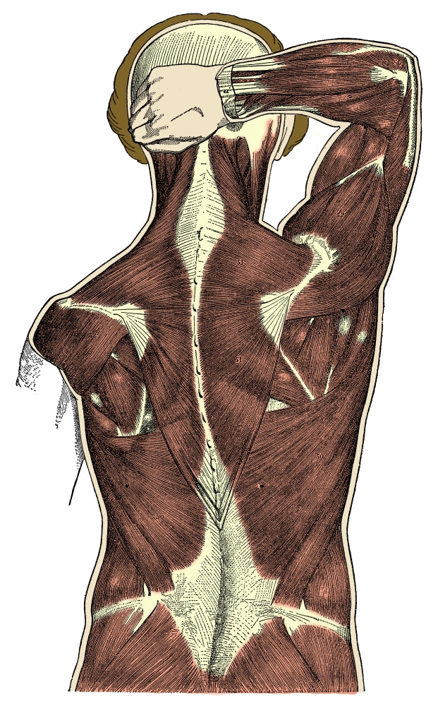 Back Muscles Anatomical Poster Print showcasing detailed muscle anatomy.