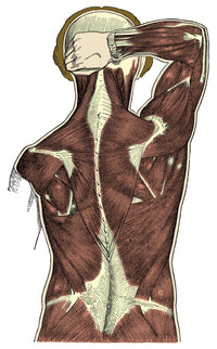 Back Muscles Anatomical Poster Print showcasing detailed muscle anatomy.