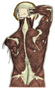 Back Muscles Anatomical Poster Print showcasing detailed muscle anatomy.