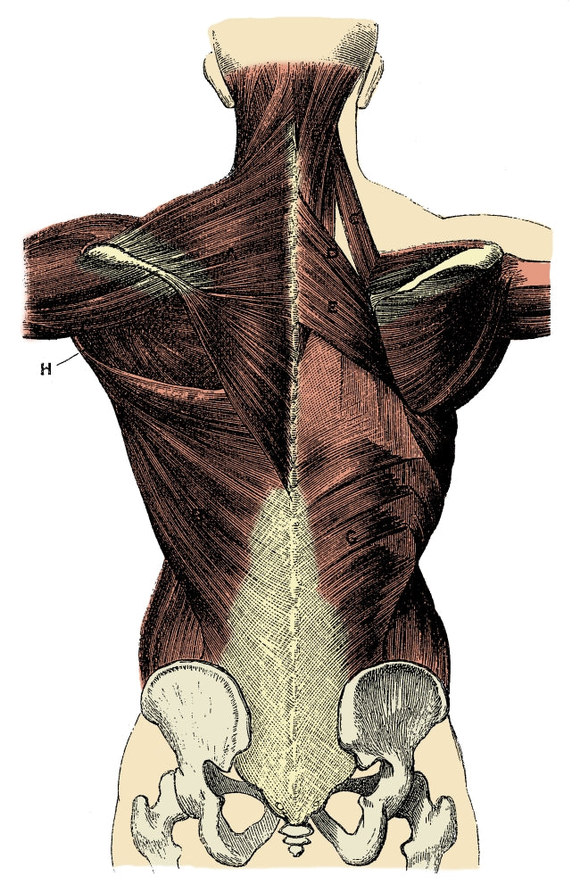Back Muscles Anatomy Poster Print showcasing detailed muscle structure.