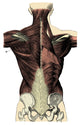 Back Muscles Anatomy Poster Print showcasing detailed muscle structure.