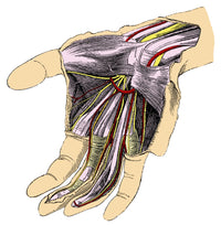 Human Palm Poster Print by Science Source showcasing detailed anatomy.