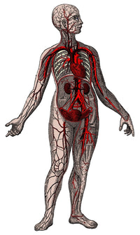 Vascular System Poster Print showcasing human anatomy in detail.