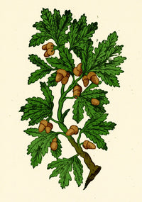 Oak Tree Poster Print from Mattioli's Discorsi, 1544