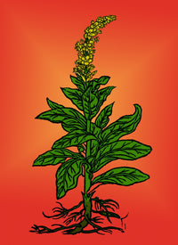 Mullein Botanical Poster Print showcasing detailed illustration