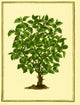 Myrrh Poster Print by Science Source showcasing aromatic resin artwork.