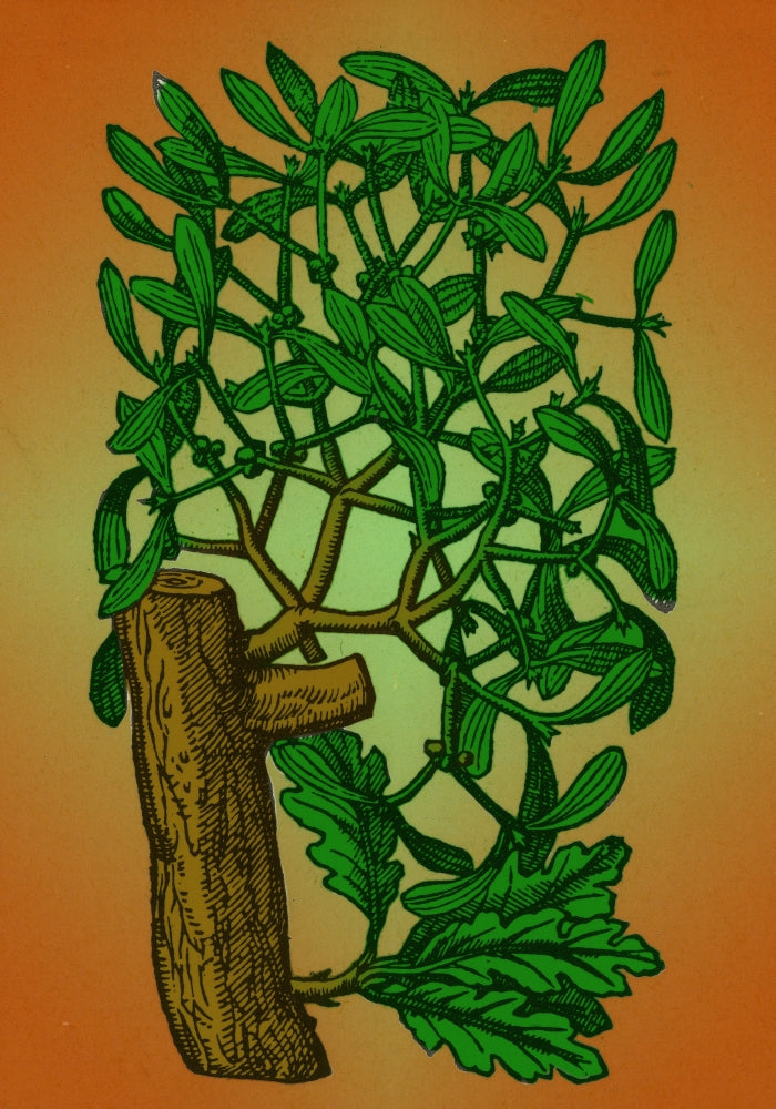 Mistletoe Alchemy Plant Poster Print on premium paper