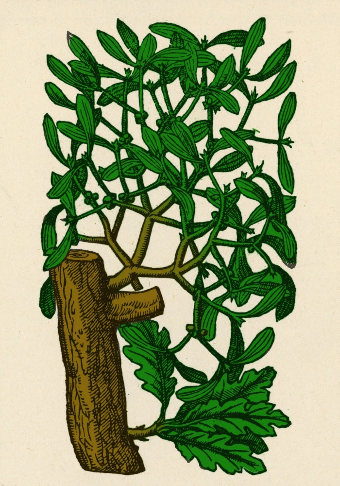Mistletoe Alchemy Plant Poster Print showcasing intricate details and vibrant colors.