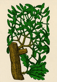 Mistletoe Alchemy Plant Poster Print showcasing intricate details and vibrant colors.