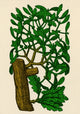 Mistletoe Alchemy Plant Poster Print showcasing intricate details and vibrant colors.