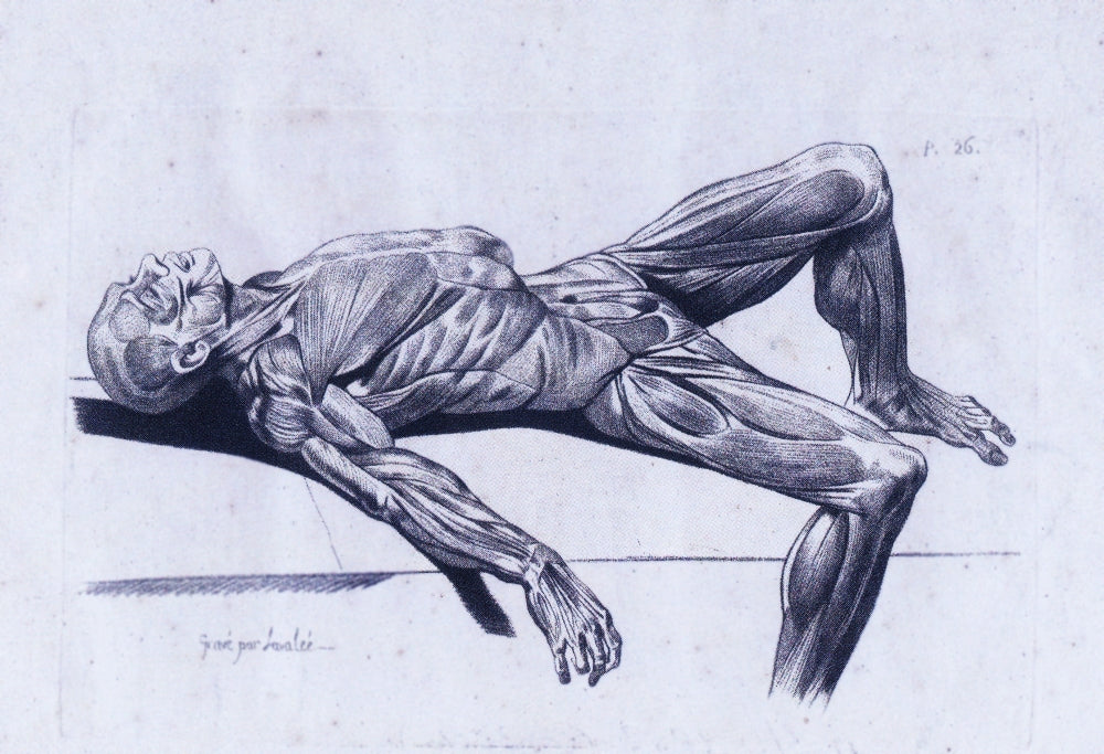 A Flayed Cadaver Poster Print showcasing human anatomy.