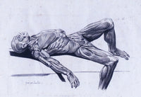 A Flayed Cadaver Poster Print showcasing human anatomy.