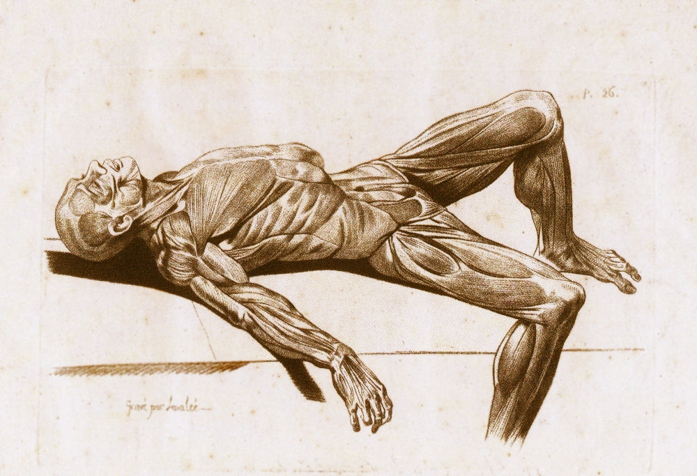 A Flayed Cadaver Poster Print showcasing detailed human anatomy illustration.