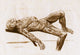A Flayed Cadaver Poster Print showcasing detailed human anatomy illustration.