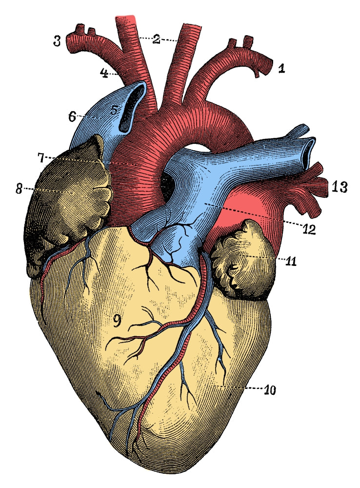 Heart Poster Print showcasing human anatomy in stunning detail.