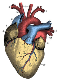 Heart Poster Print showcasing human anatomy in stunning detail.