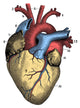 Heart Poster Print showcasing human anatomy in stunning detail.
