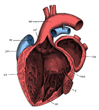 Left Side of the Heart Poster Print on premium paper