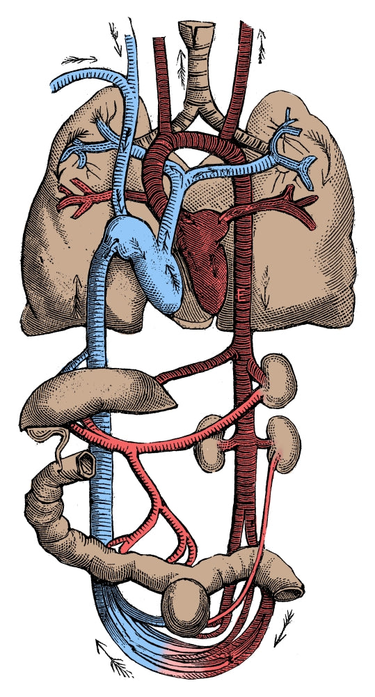 Circulatory System Poster Print educational wall art