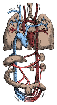 Circulatory System Poster Print showcasing human anatomy details.