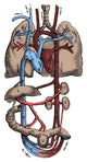 Circulatory System Poster Print showcasing human anatomy details.