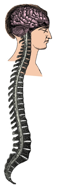 Brain and Spinal Cord Poster Print showcasing detailed anatomical illustrations.