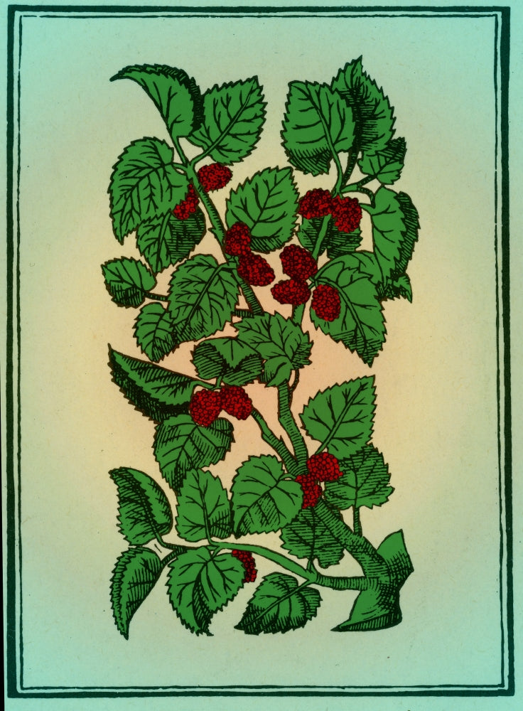 Red Mulberry Poster Print showcasing vibrant nature art.