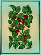 Red Mulberry Poster Print showcasing vibrant nature art.
