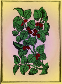 Red Mulberry Poster Print showcasing vibrant botanical artwork.