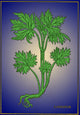 Larkspur Alchemy Plant Poster Print featuring intricate botanical design.