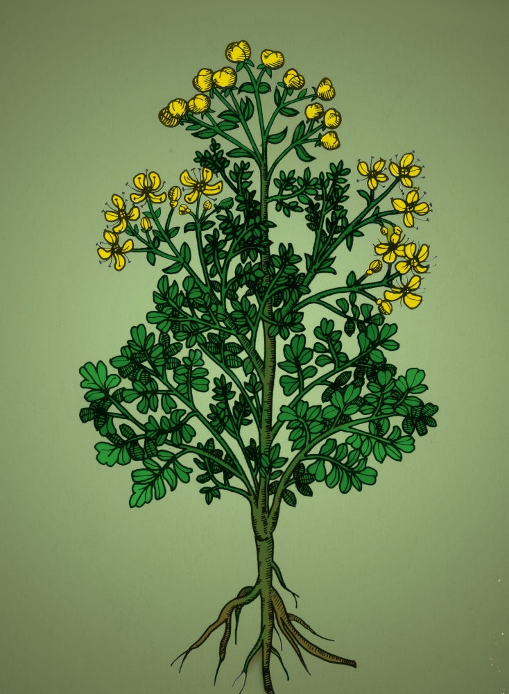 Ruta Graveolens Alchemy Plant Poster Print showcasing intricate botanical details.