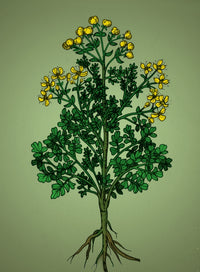 Ruta Graveolens Alchemy Plant Poster Print showcasing intricate botanical details.