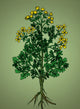 Ruta Graveolens Alchemy Plant Poster Print showcasing intricate botanical details.