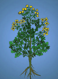 Ruta Graveolens Alchemy Plant Poster Print showcasing detailed botanical illustration.