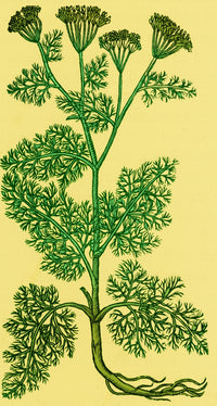 Anethum Graveolens Dill Botanical Poster Print showcasing detailed illustration