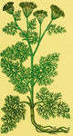 Anethum Graveolens Dill Botanical Poster Print showcasing detailed illustration