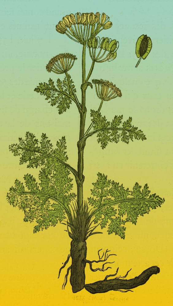 Seseli Herbaceous Perennial Poster Print showcasing detailed botanical art.
